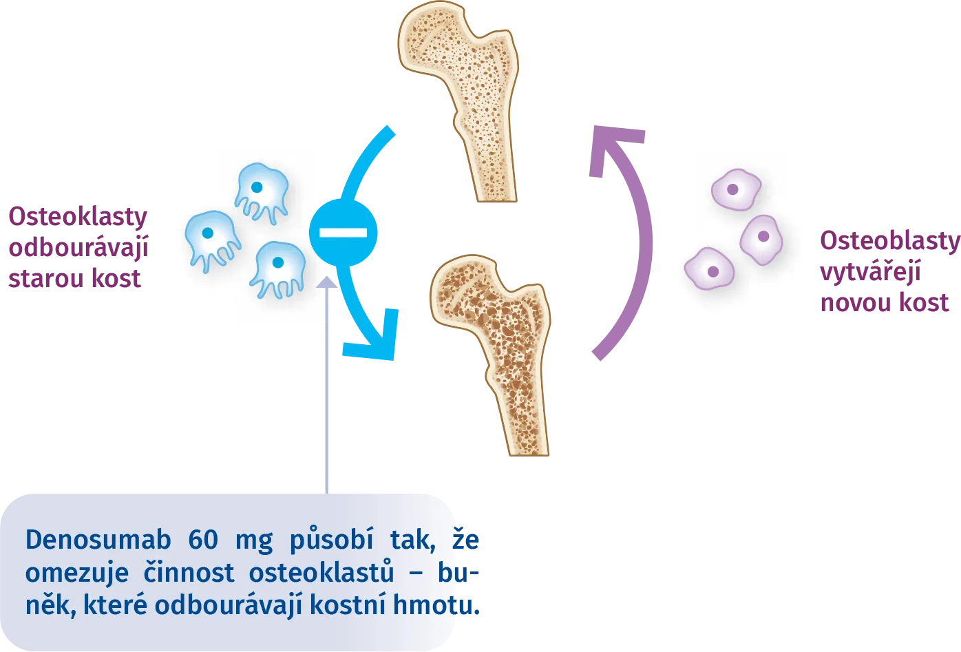 Bez Osteoporozy Osteoklasty